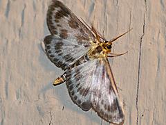 Small Magpie Moth